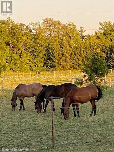 The kids! - 120 Pauline Johnson Road, Caledonia, ON - Outdoor