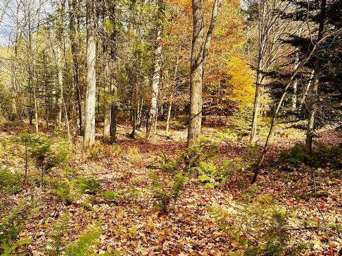 Wooded area - 14 Rue Du Joli-Trappeur, Sainte-Marguerite-Du-Lac-Masson, QC - Outdoor