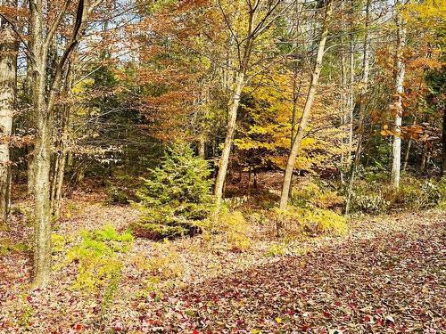 Wooded area - 14 Rue Du Joli-Trappeur, Sainte-Marguerite-Du-Lac-Masson, QC - Outdoor