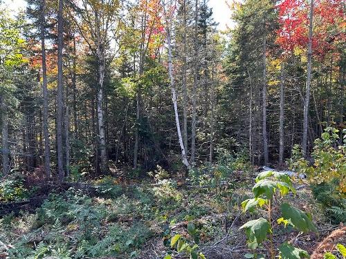 Wooded area - Ch. St-Flavien, Baie-Saint-Paul, QC 