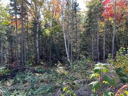 Wooded area - 