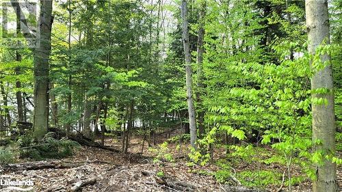 View of local wilderness - Lot 3 Louisa Street, Parry Sound, ON 