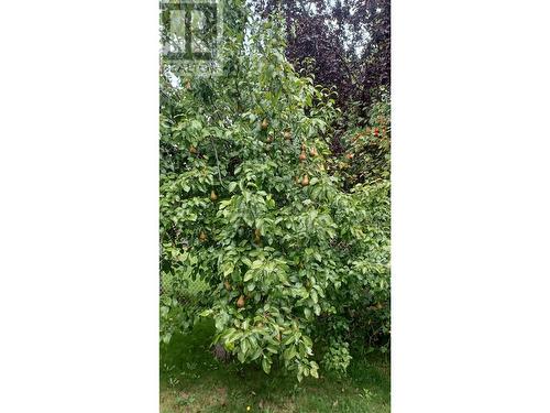 Established Pear Tree - 162 Pearkes Drive, Revelstoke, BC - Outdoor