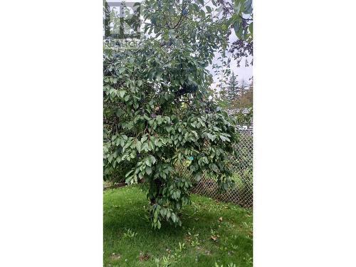 Established Plum Tree - 162 Pearkes Drive, Revelstoke, BC - 