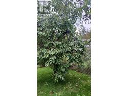 Established Plum Tree - 