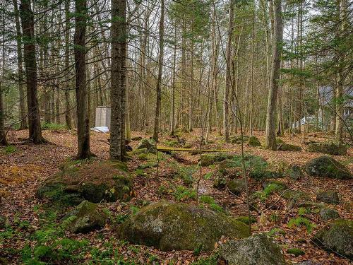 Wooded area - 248 Ch. Pioneer, Saint-Adolphe-D'Howard, QC - Outdoor