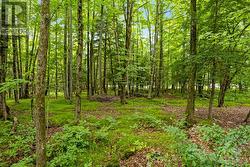 Lush green woods - 