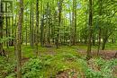 Lush green woods - 479 Drummond Concession 11 Road, Carleton Place, ON  - Outdoor 