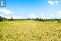 Hay fields - 