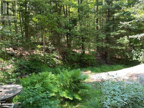 View of nature - 1010 Fern Glen Road, Emsdale, ON - Outdoor