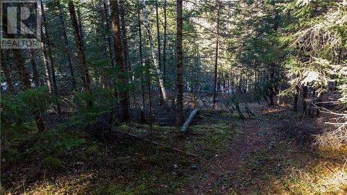 Mid-lot area as a potential build location - 4544 Centennial Lake Road, Calabogie, ON 