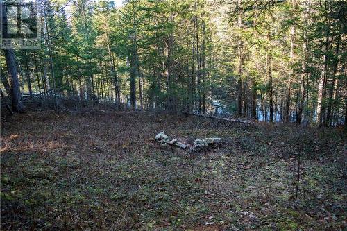 Waterfront view from current micro-cabin area. - 4544 Centennial Lake Road, Calabogie, ON 