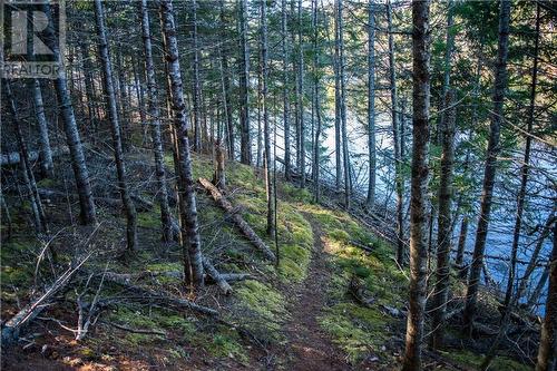 Trail to waterfront - 4544 Centennial Lake Road, Calabogie, ON 