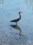 Property has Canadian Wild Certification, with herons, bald eagles, owls, deer, geese ... - 