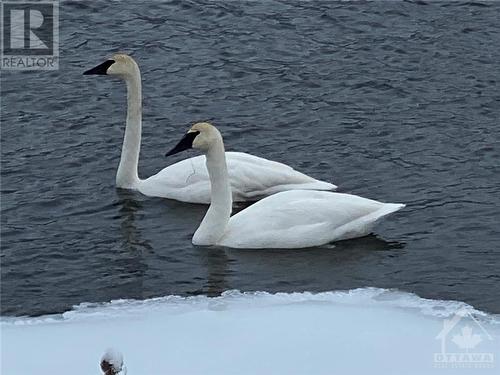 Swans too - 921 Norwood Road, Westport, ON - Outdoor With Body Of Water