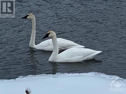 Swans too - 