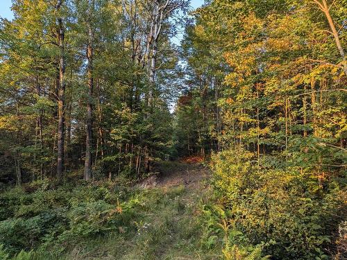 Wooded area - 6525 9E Rang De Kingsey, Saint-Lucien, QC 