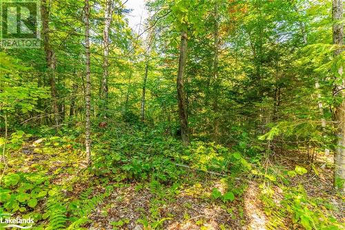 Lot 49 Basshaunt Lake Road, Eagle Lake, ON 