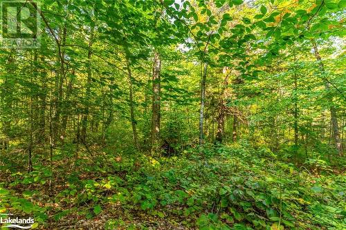 Lot 49 Basshaunt Lake Road, Eagle Lake, ON 