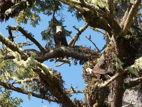 Lot 8 Elina Rd, Ucluelet, BC 