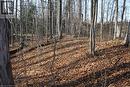 View of nature - Part Lot 1 Dorena Crescent, Sauble Beach, ON 