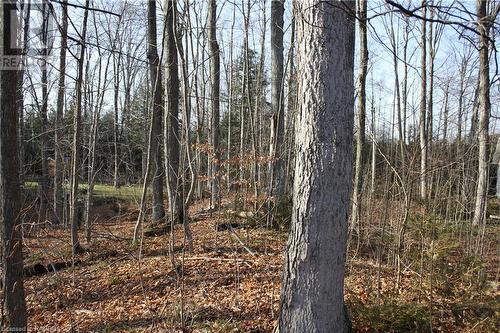 View of local wilderness - Part Lot 1 Dorena Crescent, Sauble Beach, ON 