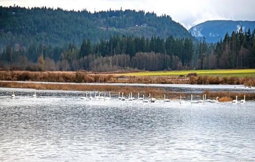 2974 Haslam Rd, Nanaimo, BC 