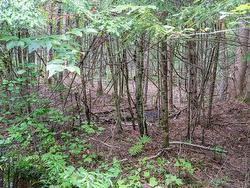 Wooded area - 