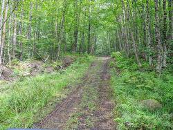 Wooded area - 