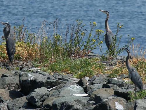 3401-27 Island Hwy South, Campbell River, BC - Outdoor With Body Of Water With View