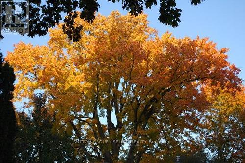 full maple - 1069 Colborne Street, London, ON - Outdoor