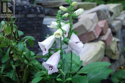 rear flower garden - 1069 Colborne Street, London, ON - Outdoor