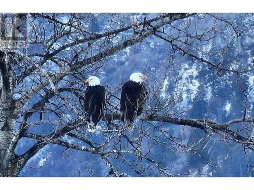 Wildlife right outside - 217 Elm Avenue Unit# 209, Penticton, BC - Outdoor