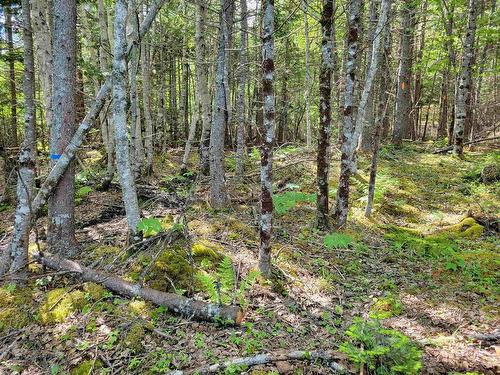 Lot 23-1 Murphy Road, Upper Washabuck, NS 