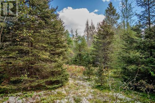 77 Grindstone Road, Magnetawan, ON - Outdoor With View