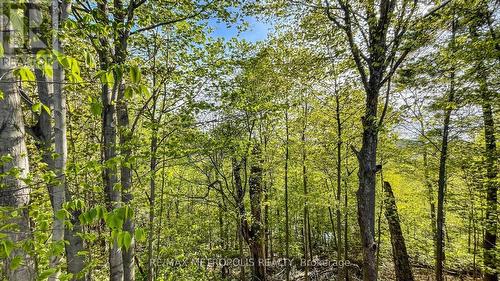 Lower B - 40 Stanwood Crescent, Toronto (Humbermede), ON - Outdoor With View