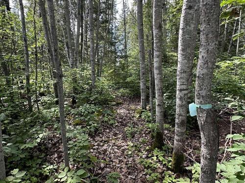 Terre/Terrain - 242 Ch. Du Lac-Cameron, Saint-Eugène-De-Guigues, QC - Outdoor