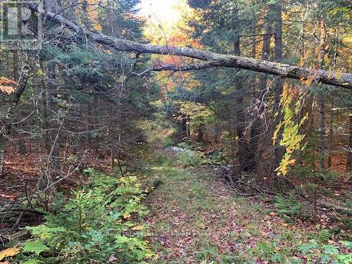 0 Sugar Bush Road E, Magnetawan, ON 