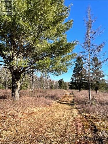 View of nature - 526 Star Lake Road, Emsdale, ON - Outdoor With View