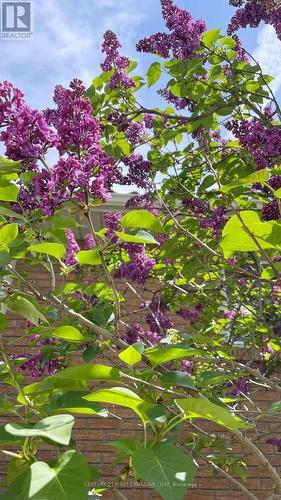 Lilac Tree in Spring - 86 Egerton Street, London, ON -  With View