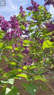 Lilac Tree in Spring - 