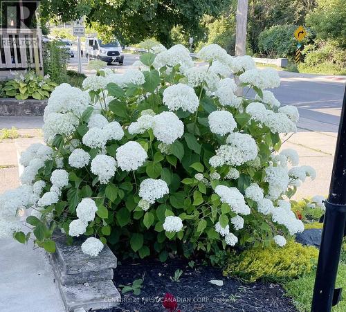 Hydrangea Bush in Summer - 86 Egerton Street, London, ON - Outdoor With View