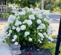 Hydrangea Bush in Summer - 