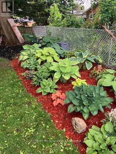 Hostas, etc - 589 Victoria Street, London, ON - Outdoor