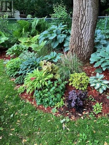 Beaultiful foliage - 589 Victoria Street, London, ON - Outdoor