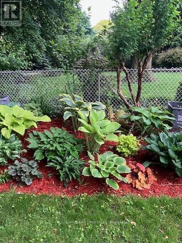 Beaultiful foliage - 589 Victoria Street, London, ON - Outdoor