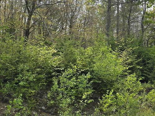 Lot 4 Nathan Croft Road, Camperdown, NS 