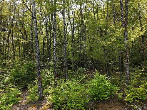 Lot 2 Nathan Croft Road, Camperdown, NS 