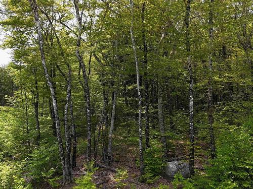 Lot 2 Nathan Croft Road, Camperdown, NS 