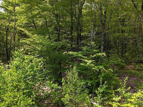 Lot 2 Nathan Croft Road, Camperdown, NS 